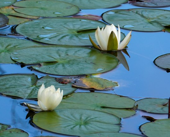 Water Lilies