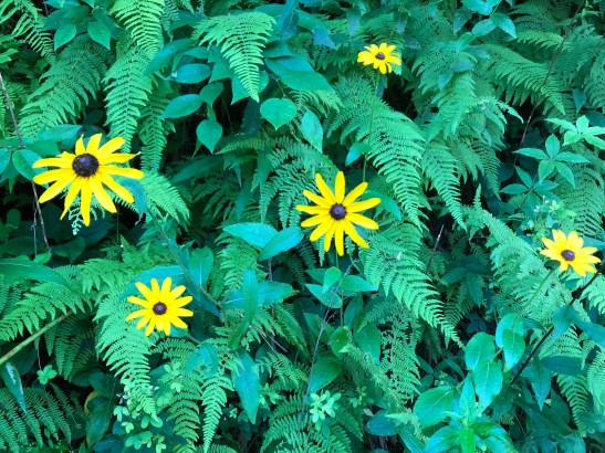 Just wildflowers along the road